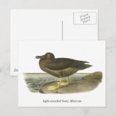 Carte Postale Albatros de soja lampés, John Audubon (Devant / Derrière)