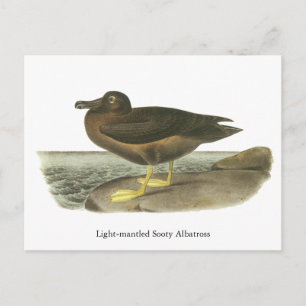 Carte Postale Albatros de soja lampés, John Audubon