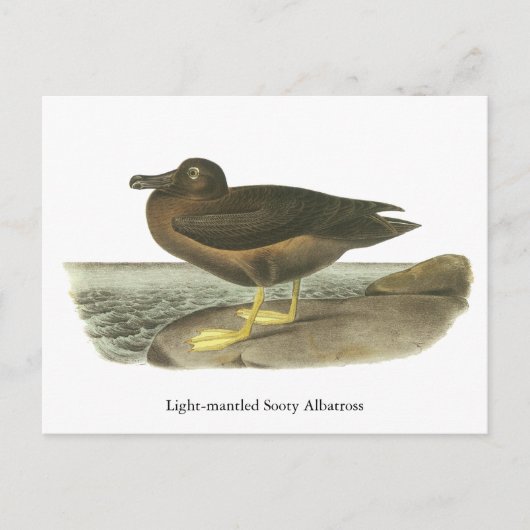 Carte Postale Albatros de soja lampés, John Audubon (Devant)