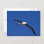 Carte Postale Albatros Noir En Vol (Devant / Derrière)