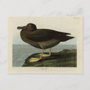 Carte Postale Albatros usqués des oiseaux d'Amérique d'Audubon