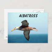 Carte Postale Albatros volant (Devant / Derrière)