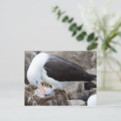 Carte Postale Albatross (Debout devant)