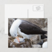 Carte Postale Albatross (Devant / Derrière)