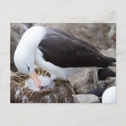 Carte Postale Albatross (Devant)