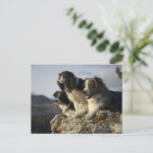 Carte Postale Alberta, Canada 2 (Debout devant)