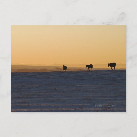 Carte Postale Alberta, Canada 3 (Devant)