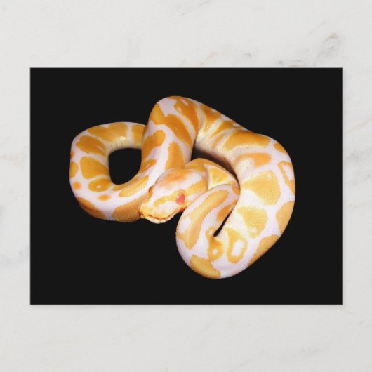 Carte Postale Albino Ball Python (Devant)