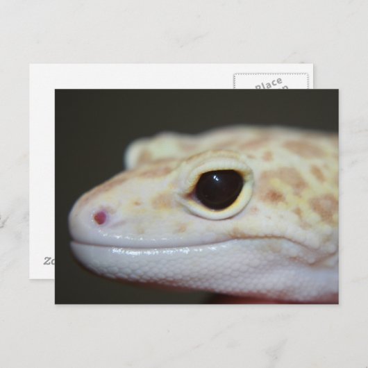 Carte postale Albino Leopard Gecko (Devant / Derrière)