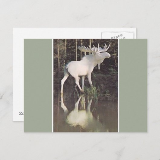 Carte Postale Albino Moose (Devant / Derrière)