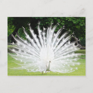 Carte Postale Albino-Peacock