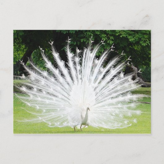 Carte Postale Albino-Peacock (Devant)