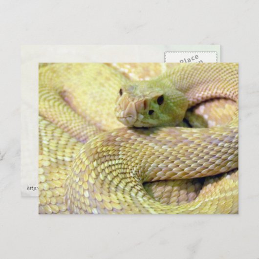 Carte postale Albino Rattlesnake (Devant / Derrière)