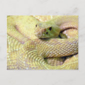 Carte postale Albino Rattlesnake (Devant)