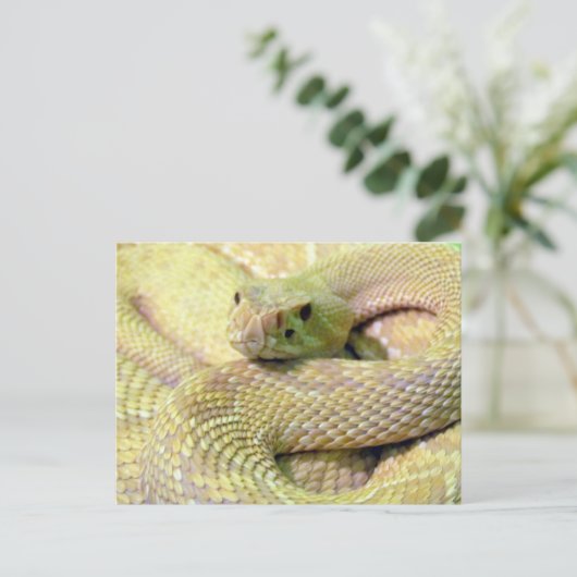 Carte postale Albino Rattlesnake (Debout devant)