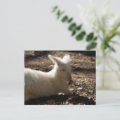 Carte Postale Albino Wallaby (Debout devant)