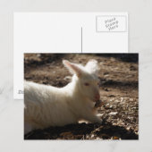 Carte Postale Albino Wallaby (Devant / Derrière)