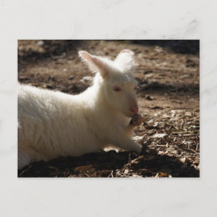 Carte Postale Albino Wallaby