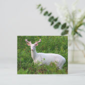 Carte postale Albino Whitetail Deer (Debout devant)