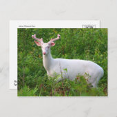 Carte postale Albino Whitetail Deer (Devant / Derrière)
