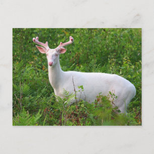 Carte postale Albino Whitetail Deer