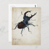 Carte Postale Albrecht Dürer Stag Beetle (Devant / Derrière)