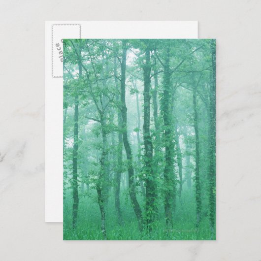 Carte Postale Alder noir (Devant / Derrière)