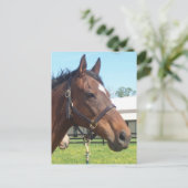 Carte postale Alert Arab Horse (Debout devant)