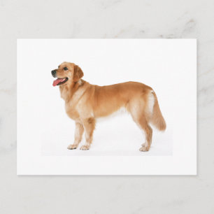 Carte postale Alert Golden Retriever