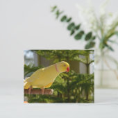 Carte Postale Alert Lutino Indian Ringneck (Debout devant)