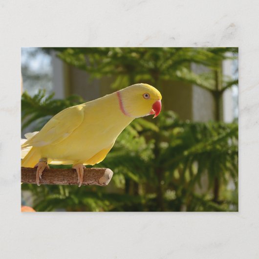 Carte Postale Alert Lutino Indian Ringneck (Devant)