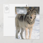 Carte Postale Alert Wolf (Devant / Derrière)