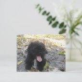 Carte Postale Alerte chiot mignon (Debout devant)