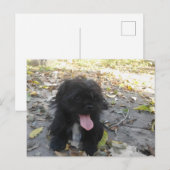 Carte Postale Alerte chiot mignon (Devant / Derrière)
