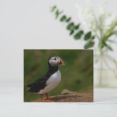 Carte Postale Alerte Puffin (Debout devant)
