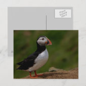 Carte Postale Alerte Puffin (Devant / Derrière)