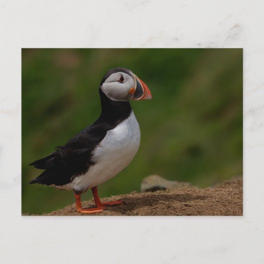 Carte Postale Alerte Puffin (Devant)