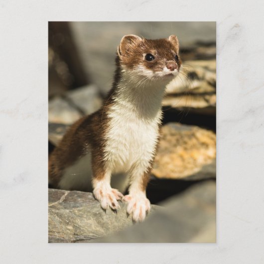 Carte Postale Alerte Weasel (Devant)