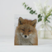 Carte Postale Aleutian Red Fox (Debout devant)
