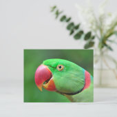 Carte Postale Alexandrine Parakeet (Debout devant)