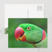 Carte Postale Alexandrine Parakeet (Devant / Derrière)