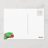 Carte Postale Alexandrine Parakeet (Dos)
