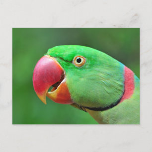 Carte Postale Alexandrine Parakeet
