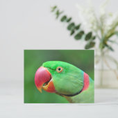 Carte Postale Alexandrine Parakeet (Debout devant)