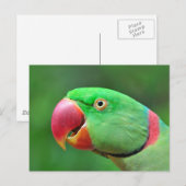 Carte Postale Alexandrine Parakeet (Devant / Derrière)