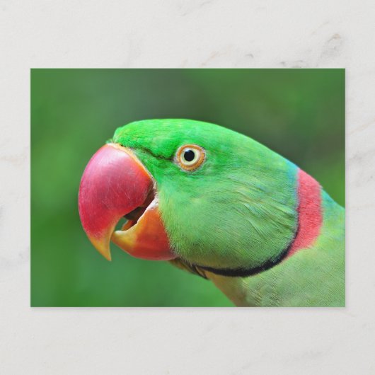 Carte Postale Alexandrine Parakeet (Devant)