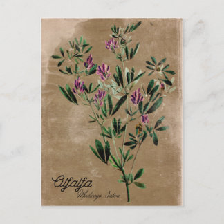 Carte Postale Alfalfa de style vintage