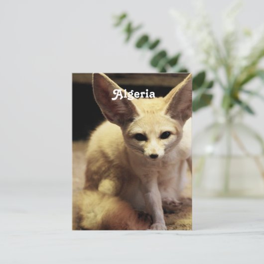 Carte Postale Algérie Fennec Fox (Debout devant)