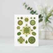 Carte Postale Algues (Debout devant)