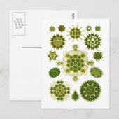 Carte Postale Algues (Devant / Derrière)